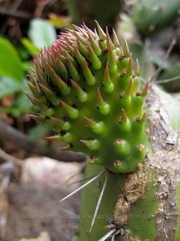 prickly pear cactus (