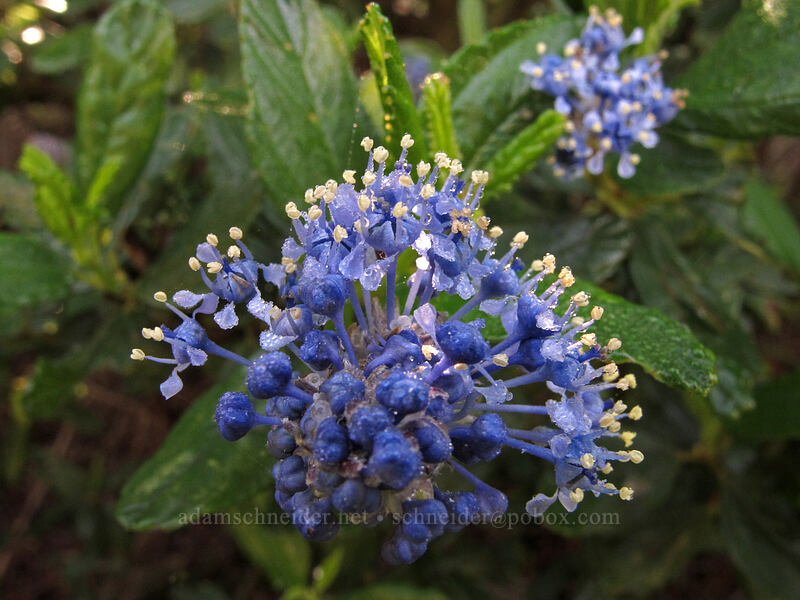 blue-blossom ceanothus (Ceanothus thyrsiflorus) [Soberanes Canyon Trail, Garrapata State Park, Monterey County, California]