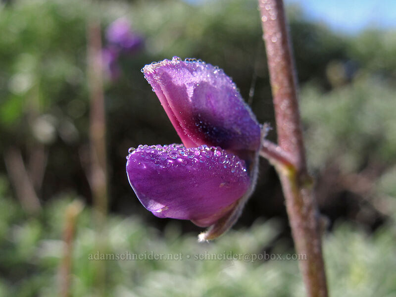 silver bush lupine (Lupinus albifrons) [Soberanes Canyon Trail, Garrapata State Park, Monterey County, California]