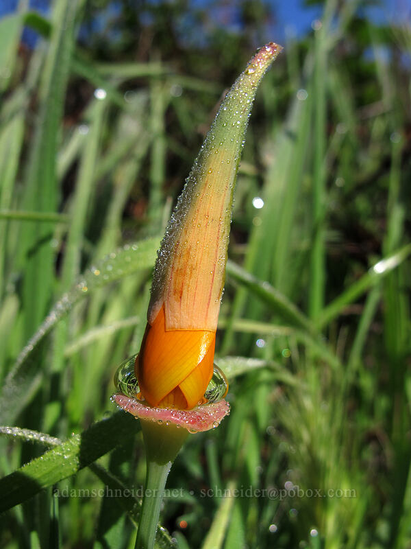 California poppy (Eschscholzia californica) [Soberanes Canyon Trail, Garrapata State Park, Monterey County, California]