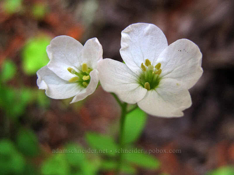 California toothwort (Cardamine californica) [Soberanes Canyon Trail, Garrapata State Park, Monterey County, California]
