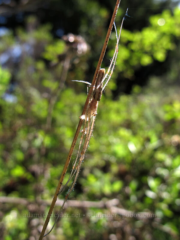 spider pretending to be a stick (Tetragnatha sp.) [Soberanes Canyon Trail, Garrapata State Park, Monterey County, California]