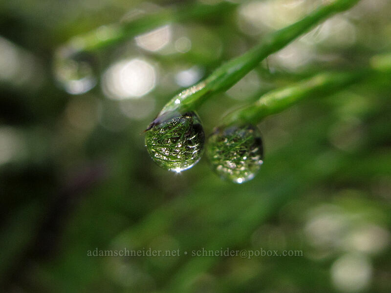 water droplets on horsetail (Equisetum telmateia ssp. braunii) [Soberanes Canyon Trail, Garrapata State Park, Monterey County, California]