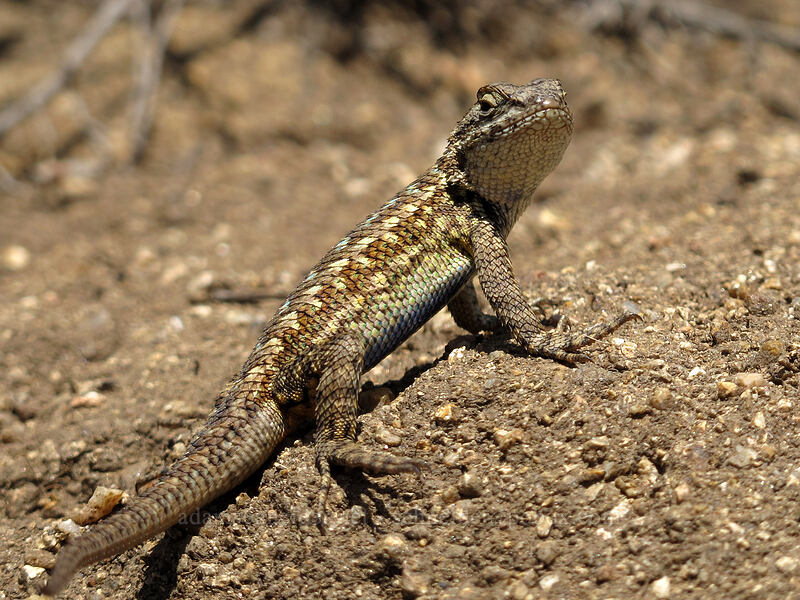 western fence lizard (Sceloporus occidentalis) [Rocky Ridge Trail, Garrapata State Park, Monterey County, California]