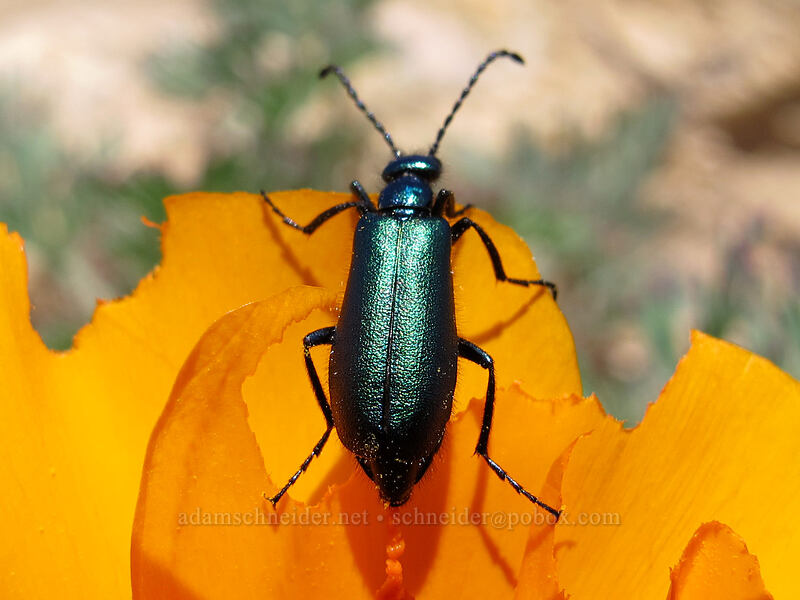 iridescent beetle on California poppy (Eschscholzia californica) [Rocky Ridge Trail, Garrapata State Park, Monterey County, California]