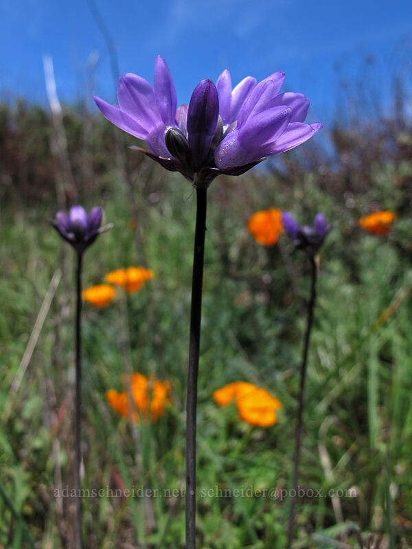 blue dicks (and California poppies) (Dichelostemma capitatum, Eschscholzia californica) [Rocky Ridge Trail, Garrapata State Park, Monterey County, California]