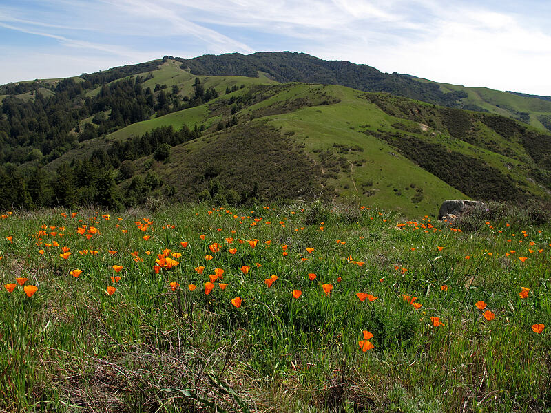 Palo Corona & California poppies (Eschscholzia californica) [Doud Peak, Garrapata State Park, Monterey County, California]