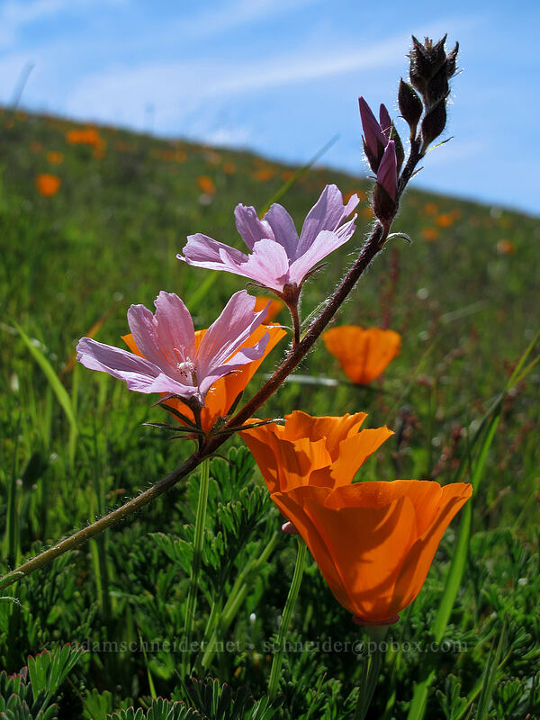 dwarf checkerbloom & California poppies (Sidalcea malviflora, Eschscholzia californica) [Doud Peak, Garrapata State Park, Monterey County, California]