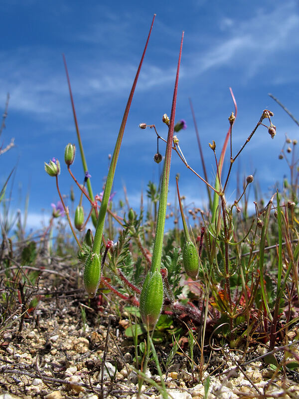 long-beaked filaree (Erodium botrys) [Doud Peak, Garrapata State Park, Monterey County, California]