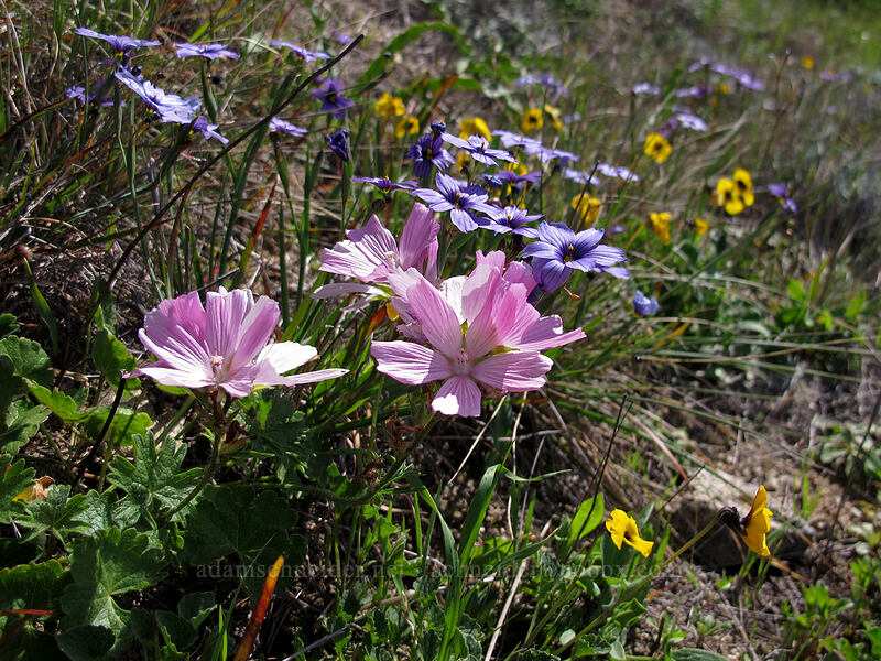 dwarf checkerbloom, blue-eyed grass, & violets (Sidalcea malviflora, Sisyrinchium bellum, Viola pedunculata) [Rocky Ridge Trail, Garrapata State Park, Monterey County, California]