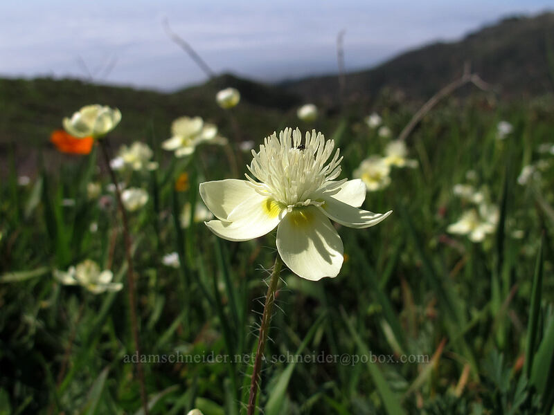 cream cups (Platystemon californicus) [Rocky Ridge Trail, Garrapata State Park, Monterey County, California]