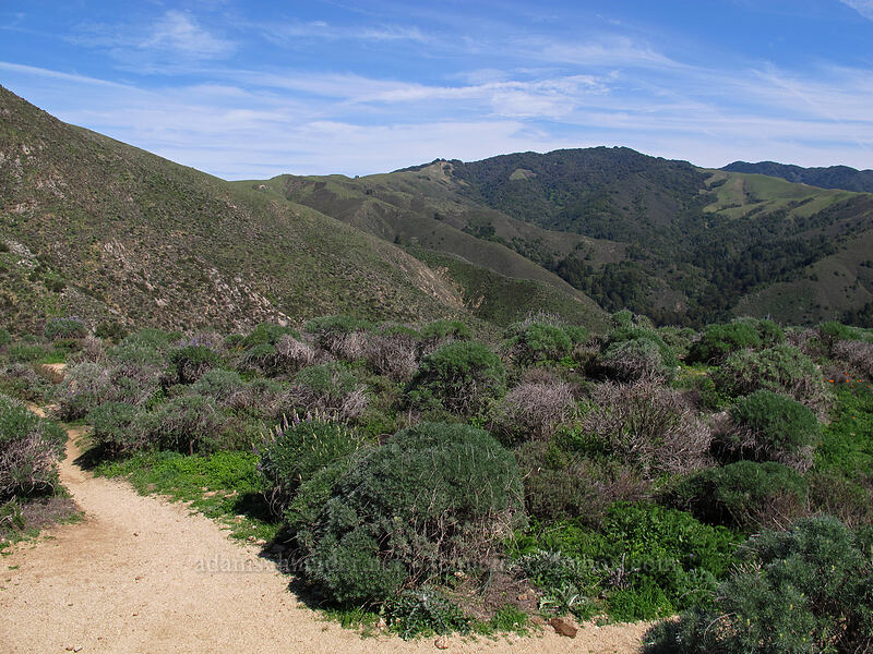 Soberanes Canyon [Rocky Ridge Trail, Garrapata State Park, Monterey County, California]