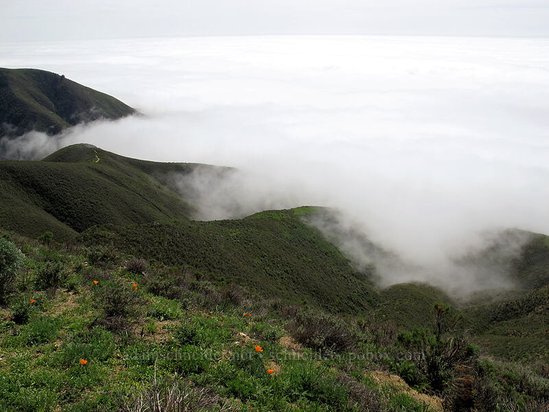 coastal fog [Rocky Ridge Trail, Garrapata State Park, Monterey County, California]
