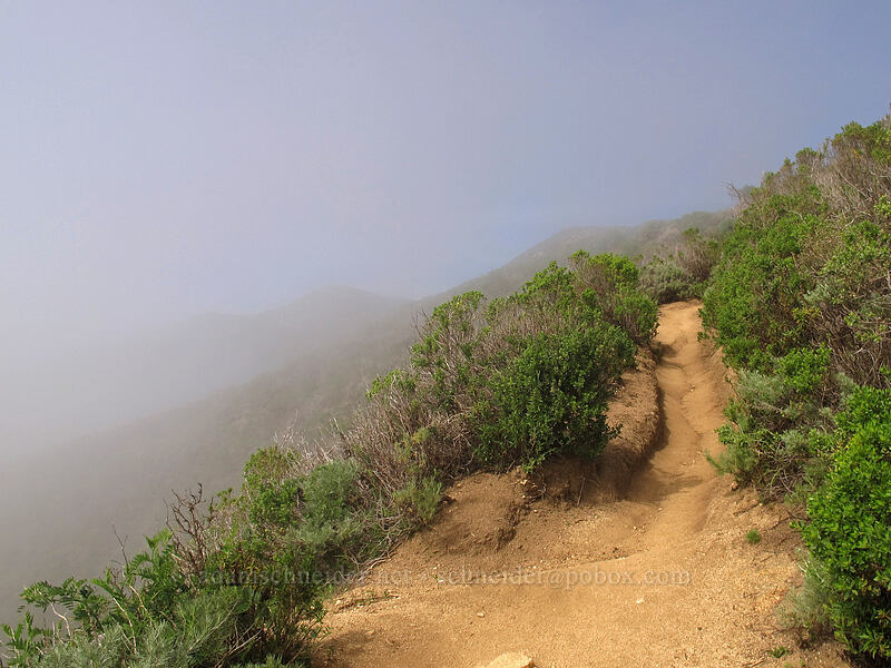 sun and fog [Rocky Ridge Trail, Garrapata State Park, Monterey County, California]