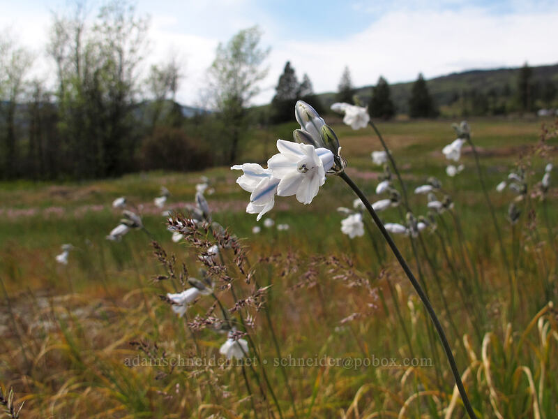 bi-colored cluster lilies (Triteleia grandiflora var. howellii (Brodiaea bicolor)) [Catherine Creek, Klickitat County, Washington]