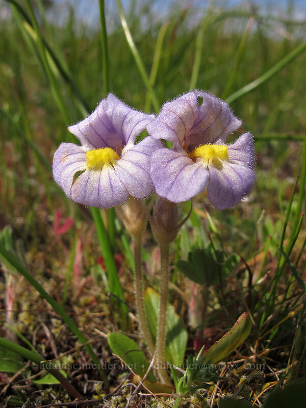 naked broomrape (Aphyllon purpureum (Orobanche uniflora)) [Catherine Creek, Klickitat County, Washington]