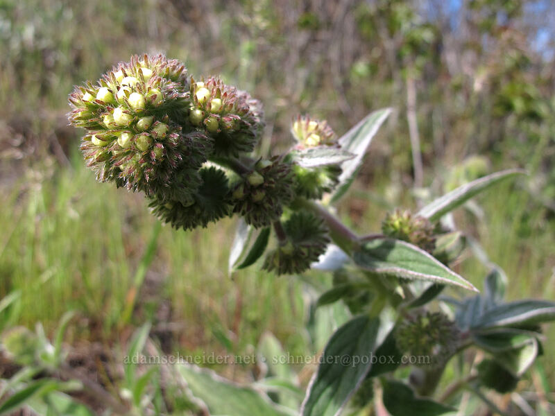 phacelia (Phacelia sp.) [Catherine Creek, Klickitat County, Washington]