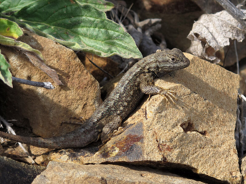 western fence lizard (Sceloporus occidentalis occidentalis) [Dalles Mountain Road, Columbia Hills State Park, Klickitat County, Washington]
