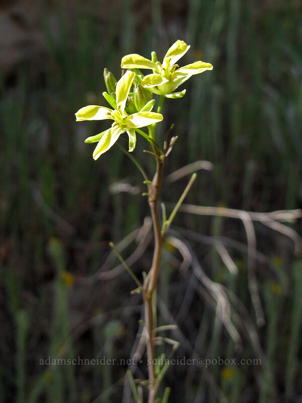 tansy-mustard (Descurainia incisa) [Dalles Mountain Road, Columbia Hills State Park, Klickitat County, Washington]