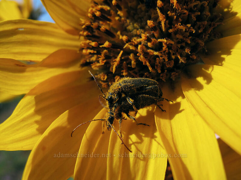 pollen-covered beetles on balsamroot (Balsamorhiza sp.) [Dalles Mountain Road, Columbia Hills State Park, Klickitat County, Washington]