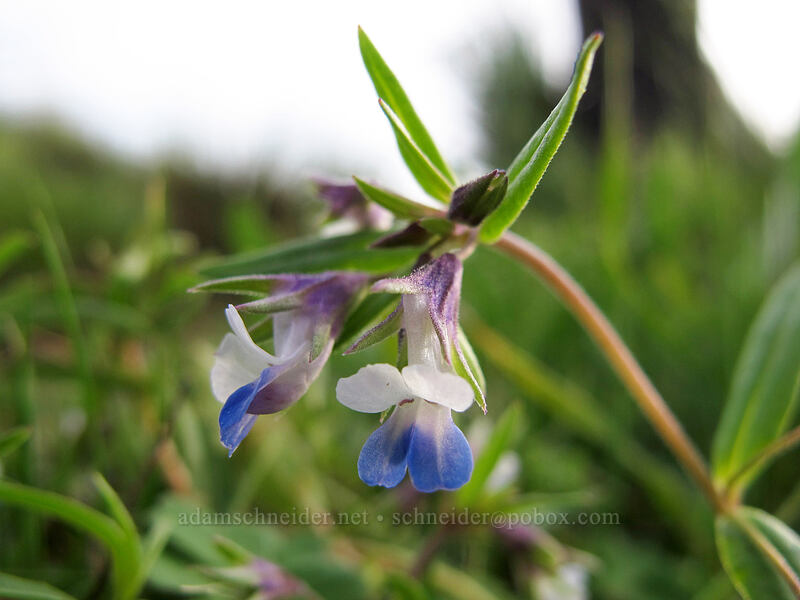 small-flowered blue-eyed Mary (Collinsia parviflora) [Rowena Plateau Trail, Mayer State Park, Wasco County, Oregon]