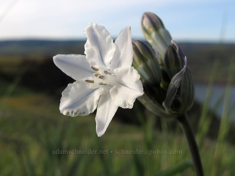 bi-colored cluster lily (Triteleia grandiflora var. howellii (Brodiaea bicolor)) [Rowena Plateau Trail, Mayer State Park, Wasco County, Oregon]