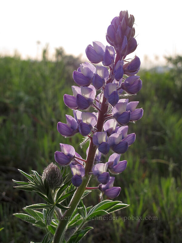 lupine (Lupinus sp.) [Rowena Plateau Trail, Wasco County, Oregon]
