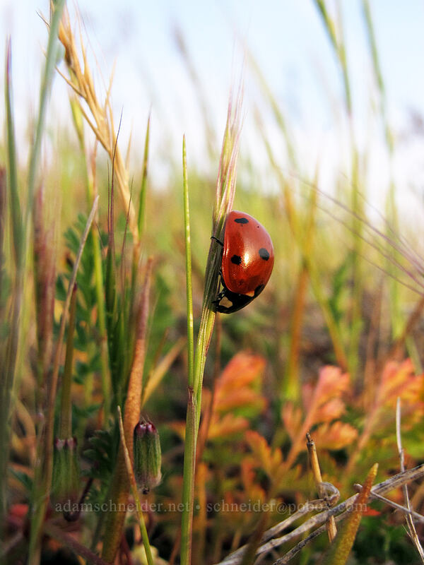 seven-spotted ladybug (Coccinella septempunctata) [Rowena Plateau Trail, Wasco County, Oregon]