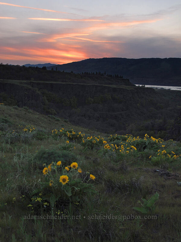 balsamroot after sunset (Balsamorhiza sp.) [Rowena Plateau Trail, Mayer State Park, Wasco County, Oregon]