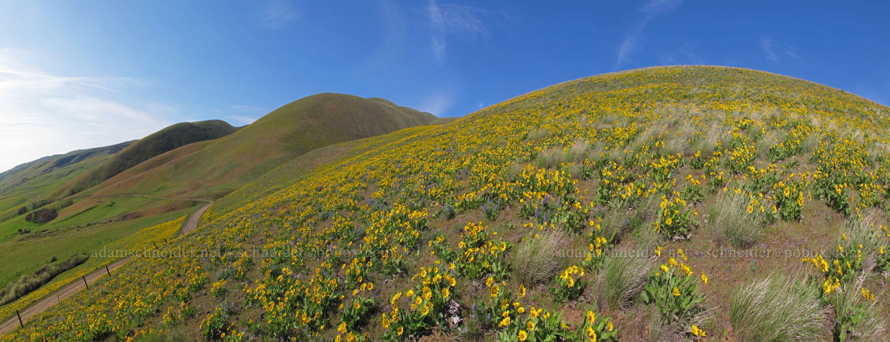 balsamroot & bunchgrass panorama (Balsamorhiza sp.) [Dalles Mountain Road, Columbia Hills State Park, Klickitat County, Washington]