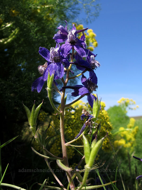 larkspur (Delphinium nuttallianum) [Klickitat Trail, Klickitat County, Washington]