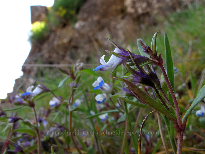 small-flowered blue-eyed mary (Collinsia parviflora) [Klickitat Trail, Klickitat County, Washington]