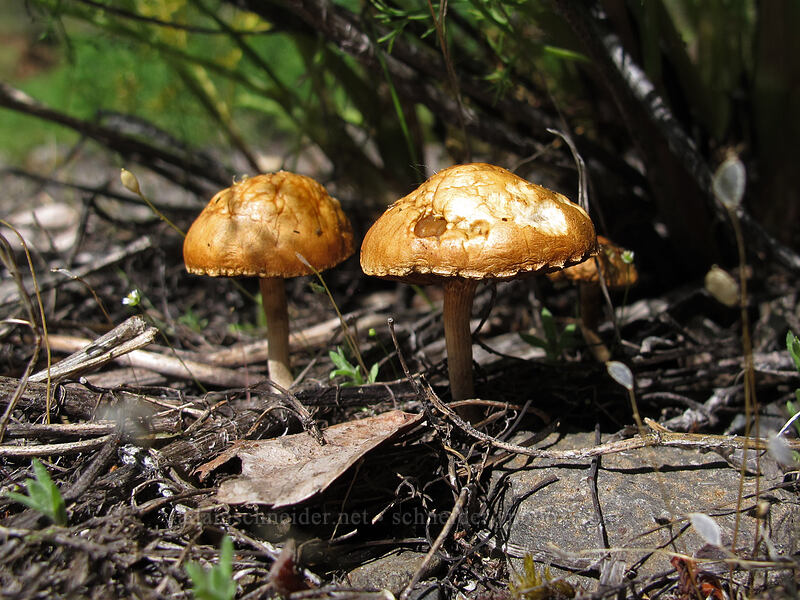 mid-trail mushrooms [Swale Canyon, Klickitat County, Washington]