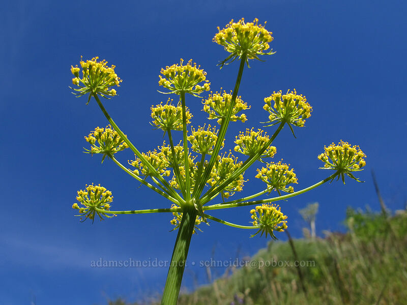 Klickitat desert parsley (Lomatium klickitatense (Lomatium grayi)) [Swale Canyon, Klickitat County, Washington]