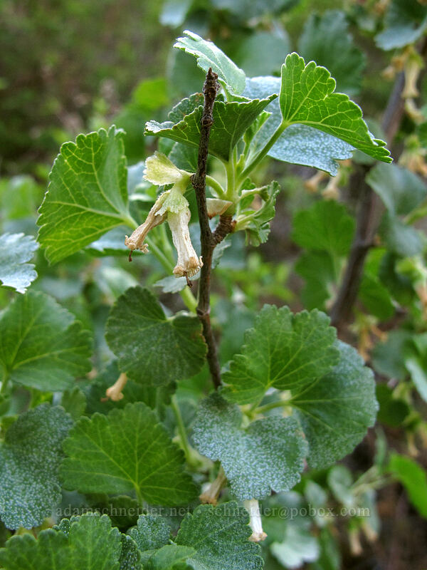 wax currant (Ribes cereum) [Klickitat Trail, Klickitat County, Washington]