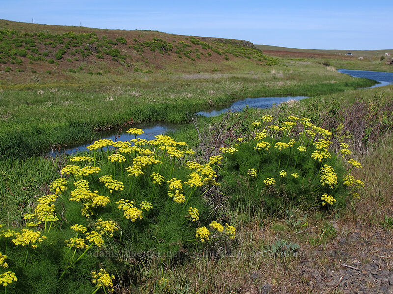 Klickitat desert parsley & Swale Creek (Lomatium klickitatense (Lomatium grayi)) [Klickitat Trail, Klickitat County, Washington]