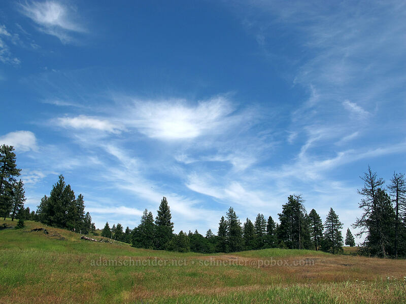 pine trees & clouds [Catherine Creek, Klickitat County, Washington]