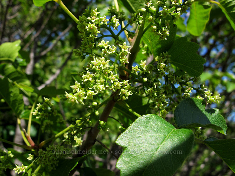 poison-oak flowers (Toxicodendron diversilobum (Rhus diversiloba)) [Tracy Hill, Klickitat County, Washington]
