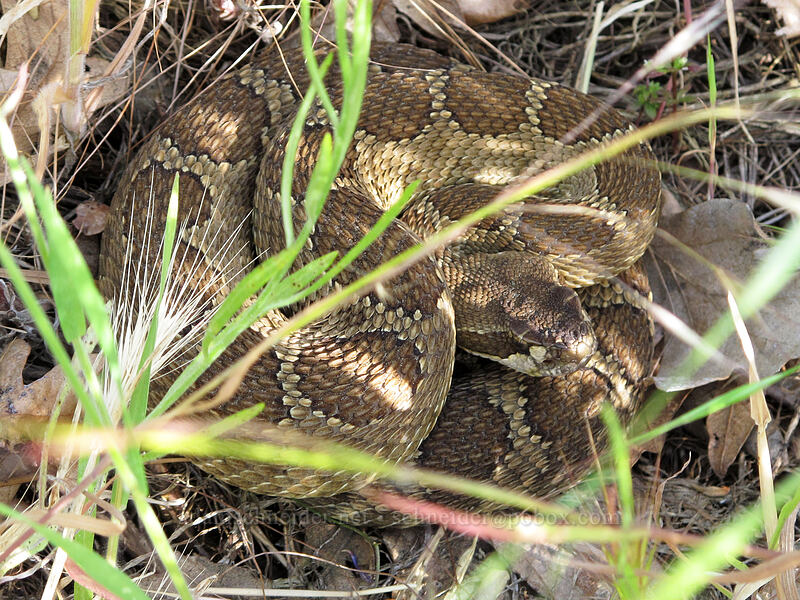 Northern Pacific rattlesnake (Crotalus oreganus oreganus) [Catherine Creek, Klickitat County, Washington]