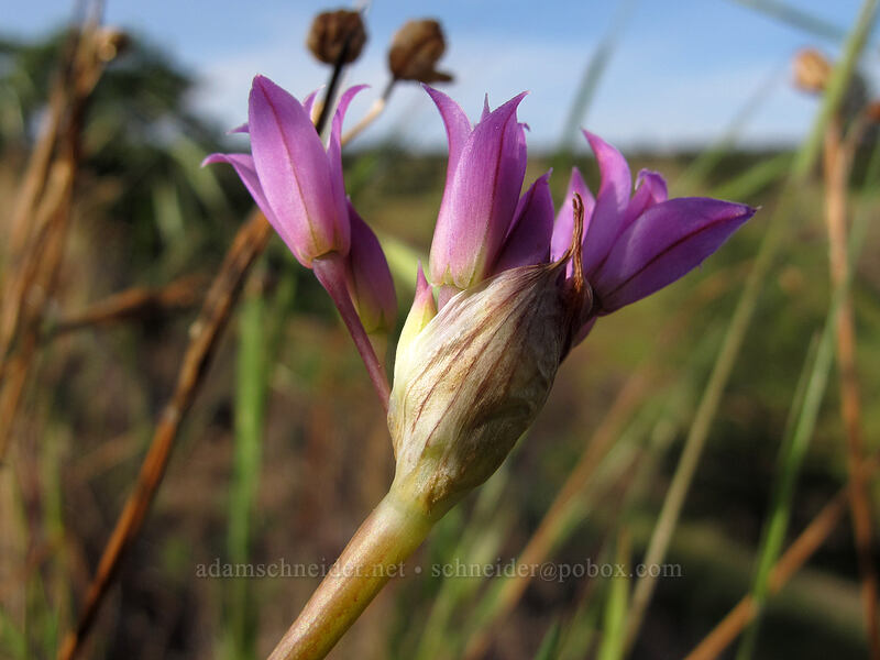 taper-tip onion (Allium acuminatum) [Catherine Creek, Klickitat County, Washington]