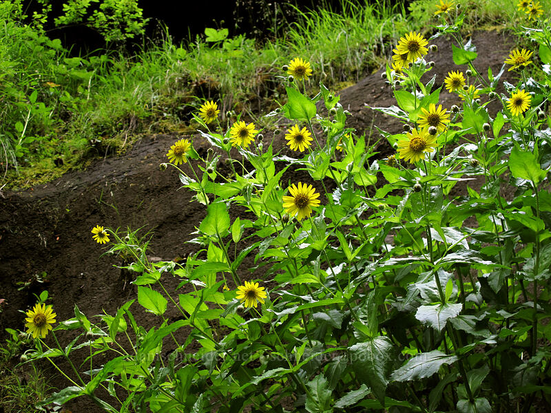 Columbia Gorge streambank arnica (Arnica lanceolata ssp. prima (Arnica amplexicaulis var. piperi)) [Eagle Creek Trail, Columbia River Gorge, Hood River County, Oregon]