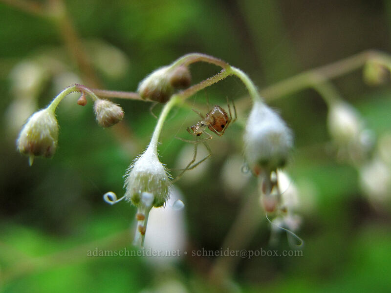 tiny spider on alumroot flowers (Heuchera micrantha) [Eagle Creek Trail, Columbia River Gorge, Hood River County, Oregon]