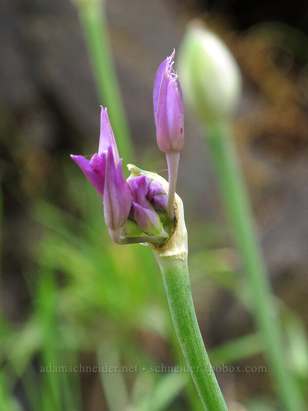 taper-tip onion, budding (Allium acuminatum) [Eagle Creek Trail, Columbia River Gorge, Hood River County, Oregon]