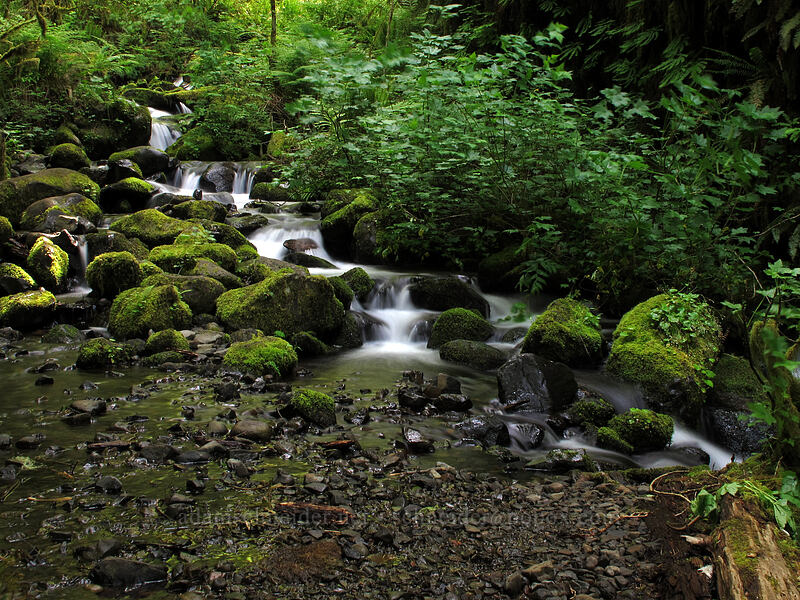 Tish Creek [Eagle Creek Trail, Columbia River Gorge, Hood River County, Oregon]