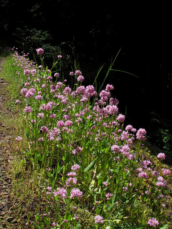 rosy plectritis (Plectritis congesta) [Eagle Creek Trail, Columbia River Gorge, Hood River County, Oregon]
