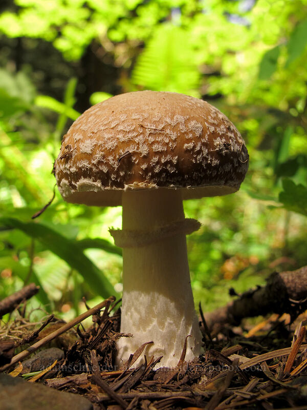 mushroom [Eagle Creek Trail, Columbia River Gorge, Hood River County, Oregon]