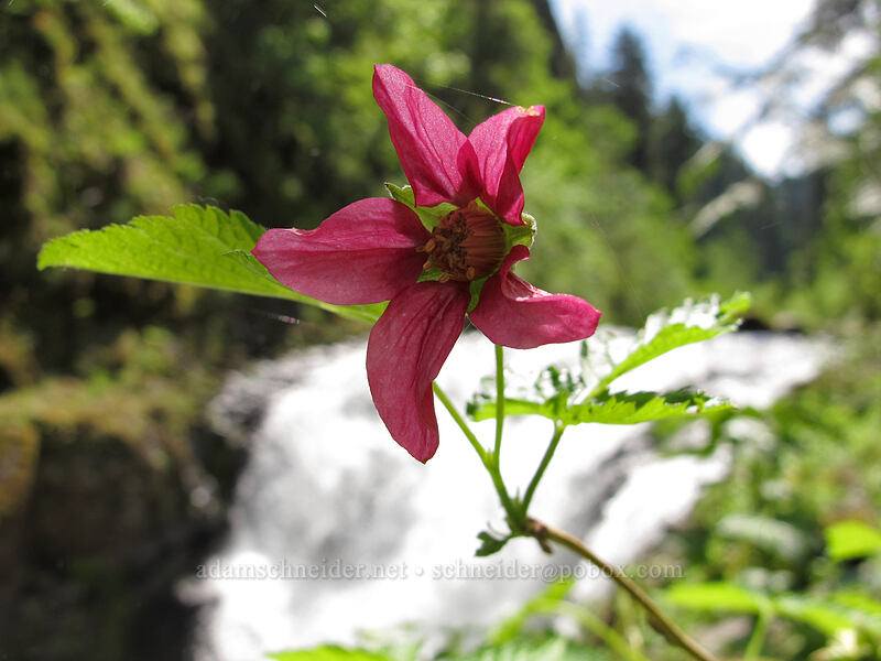 salmonberry flower (Rubus spectabilis) [Eagle Creek Trail, Columbia River Gorge, Hood River County, Oregon]