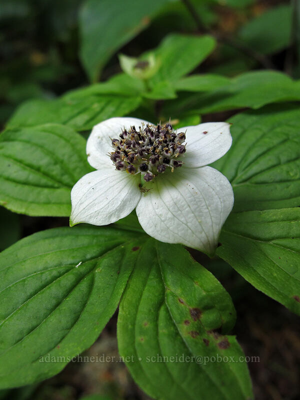 bunchberry (Cornus unalaschkensis (Cornus canadensis)) [Eagle Creek Trail, Columbia River Gorge, Hood River County, Oregon]