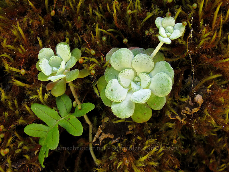 broad-leaf stonecrop (Sedum spathulifolium) [Eagle Creek Trail, Columbia River Gorge, Hood River County, Oregon]