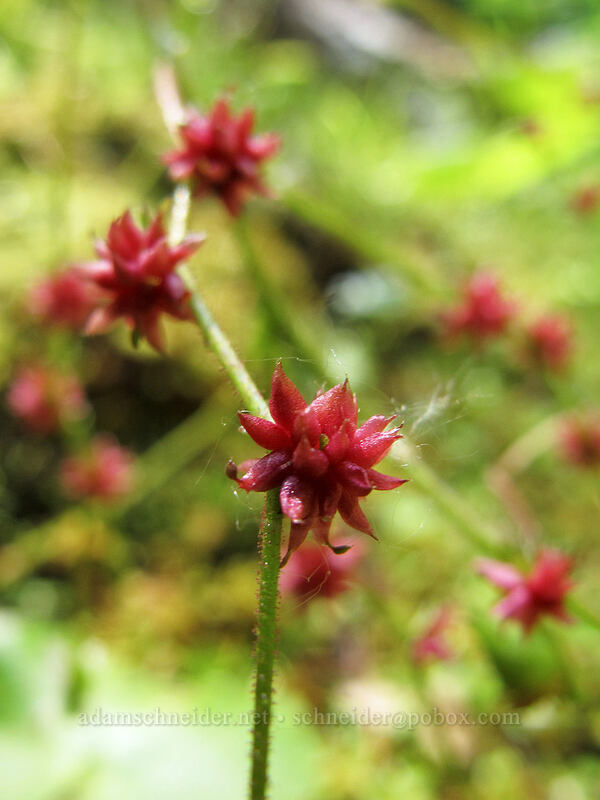 Mertens' saxifrage bulbils (Saxifraga mertensiana) [Tenas Falls, Columbia River Gorge, Hood River County, Oregon]